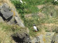 Papageitaucher in Dyrholaey