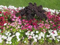 Blumenpracht vor dem Parlamentsgbäude