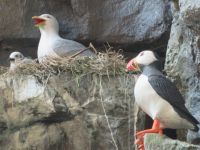 Reykjavik: naturwissenschaftliches Museum im Perlan