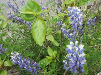 Lupinen in Reykjavik