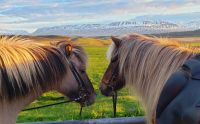 Island Rundreise: Islandpferdehof Pólar Hestar.