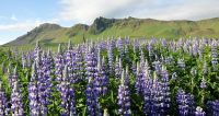 Rundreise Island - Lupinenfelder