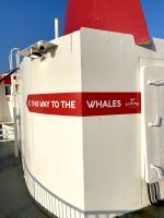 Rundreise Island - Bootsfahrt Walsafari