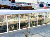 Rundreise Island - Walskelett Walsafari