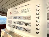 Rundreise Island - Bootsfahrt Walsafari