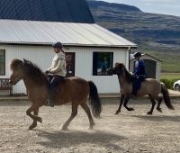Rundreise Island - Pferdehof Lyttingsstadir