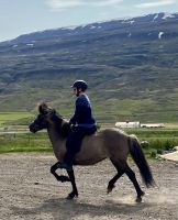 Rundreise Island - Pferdehof Lyttingsstadir