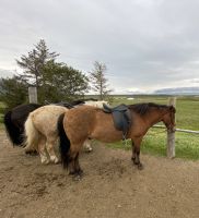 Rundreise Island - Pferdefarm Polarhestar