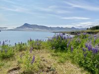 Rundreise Island - Breidalsvik