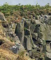 Rundreise Island - Dyrholaey Strand mit Papageientauchern