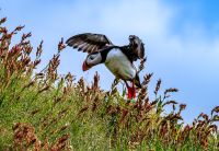 Rundreise Island - Dyrholaey Strand mit Papageientauchern