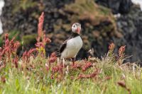 Rundreise Island - Dyrholaey Strand mit Papageientauchern