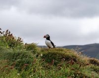Rundreise Island - Dyrholaey Strand mit Papageientauchern