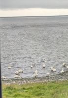 20250716_19 Singschwankollonie.jpg