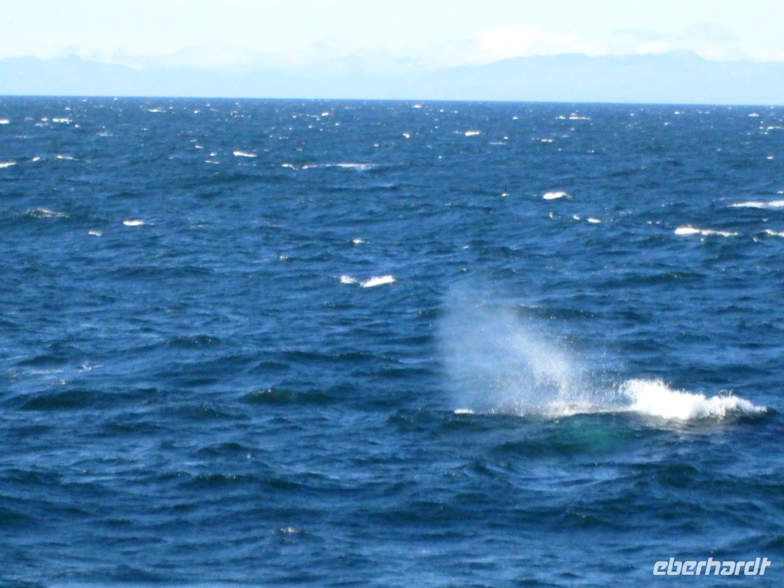 Whale watching &ndash; &copy;  (Eberhardt TRAVEL)