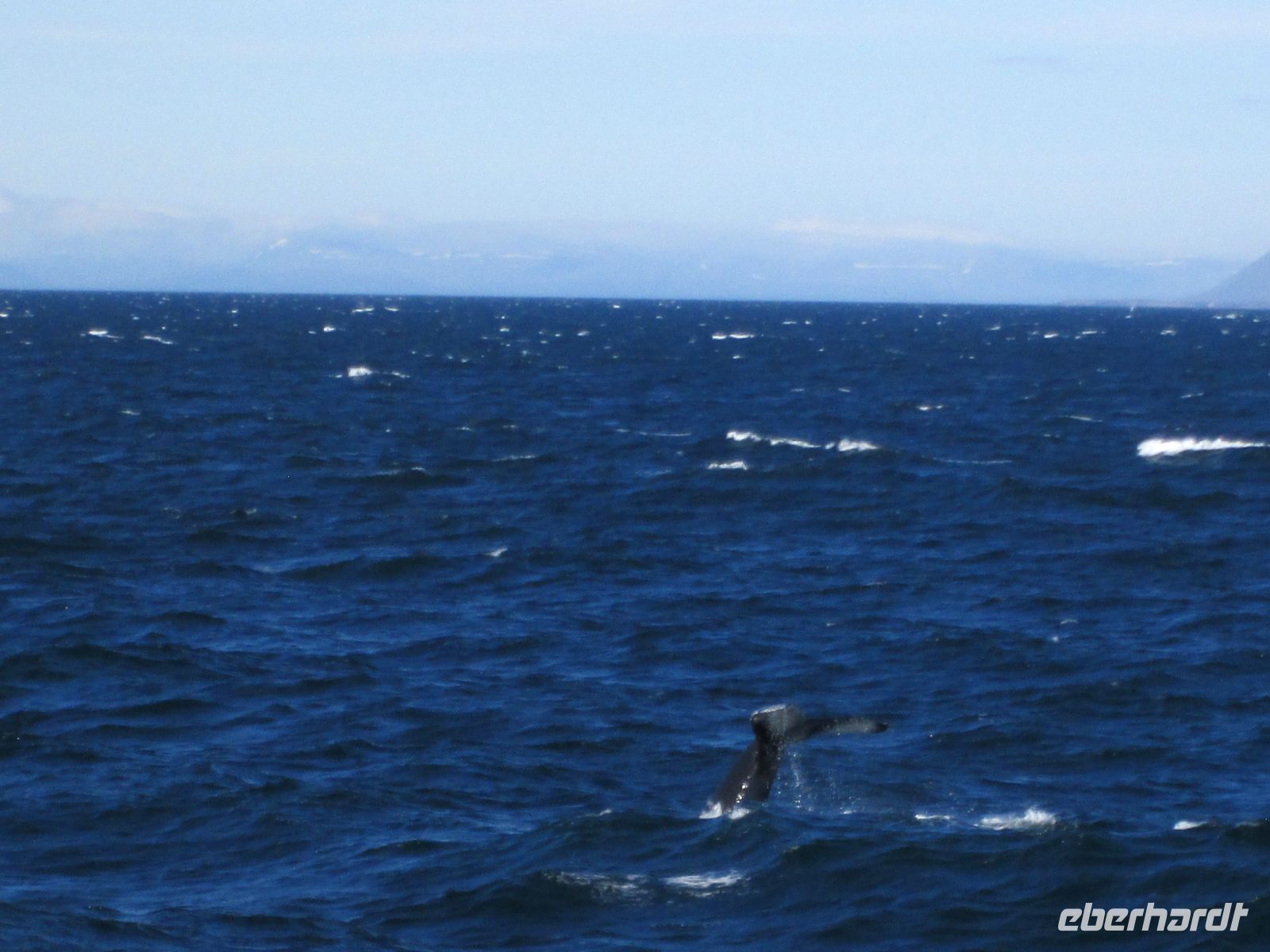 Whale watching: tatsächlich ein Foto von der Fluke &ndash; &copy;  (Eberhardt TRAVEL)