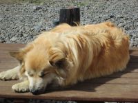 dem Spitz geht es gut... &ndash; &copy; Heike Heinen (Eberhardt TRAVEL)
