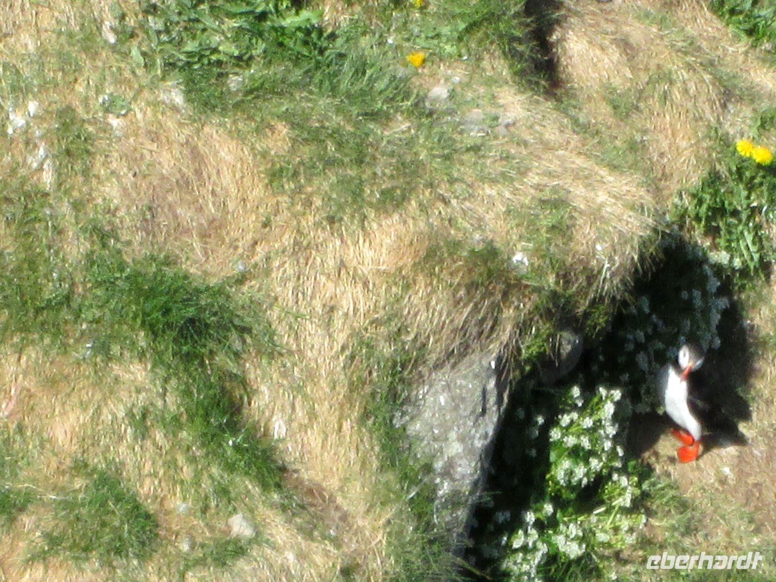 Papageientaucher &ndash; &copy;  (Eberhardt TRAVEL)