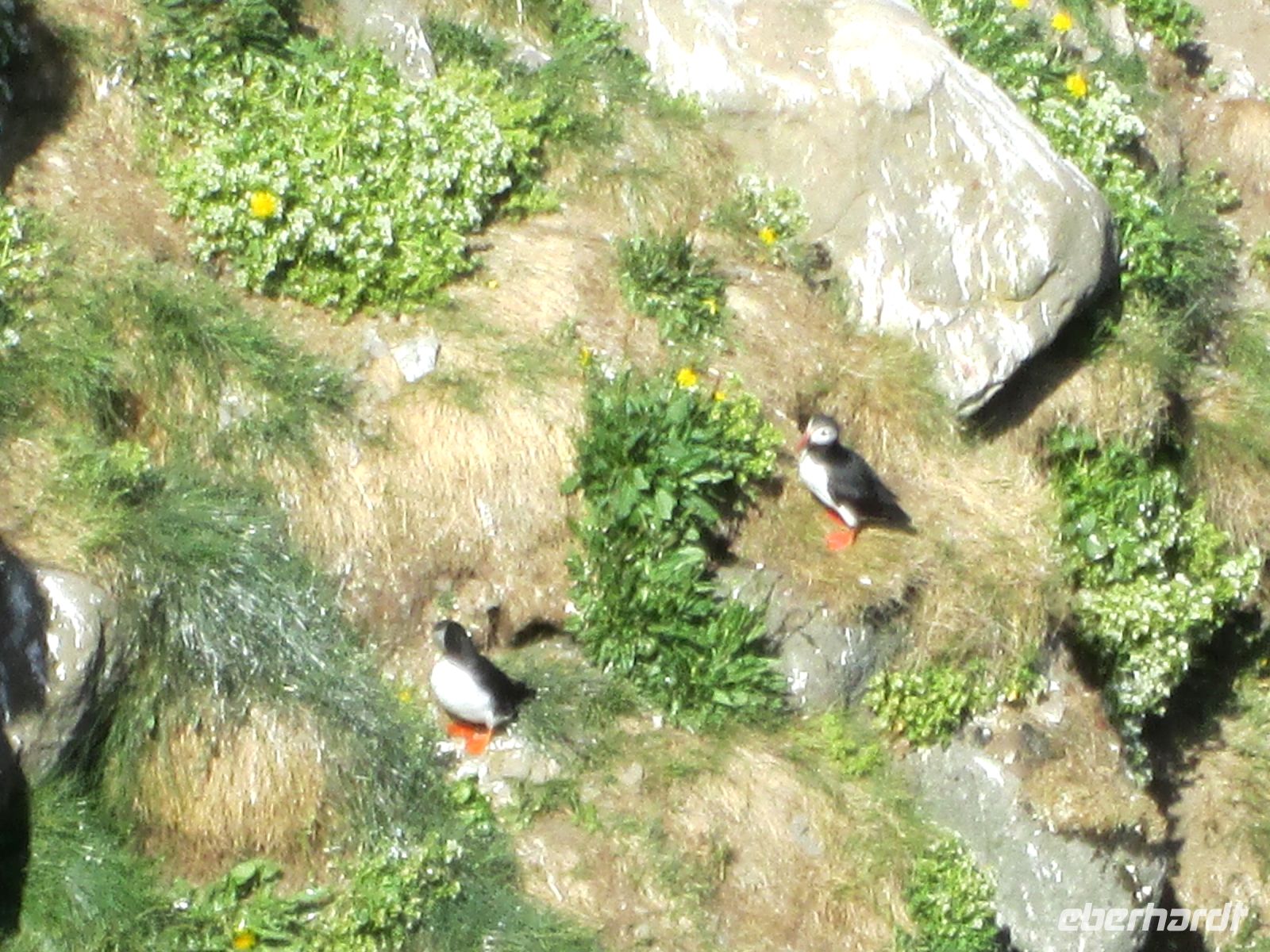 Papageientaucher &ndash; &copy;  (Eberhardt TRAVEL)