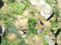 Papageientaucher &ndash; &copy; Heike Heinen (Eberhardt TRAVEL)