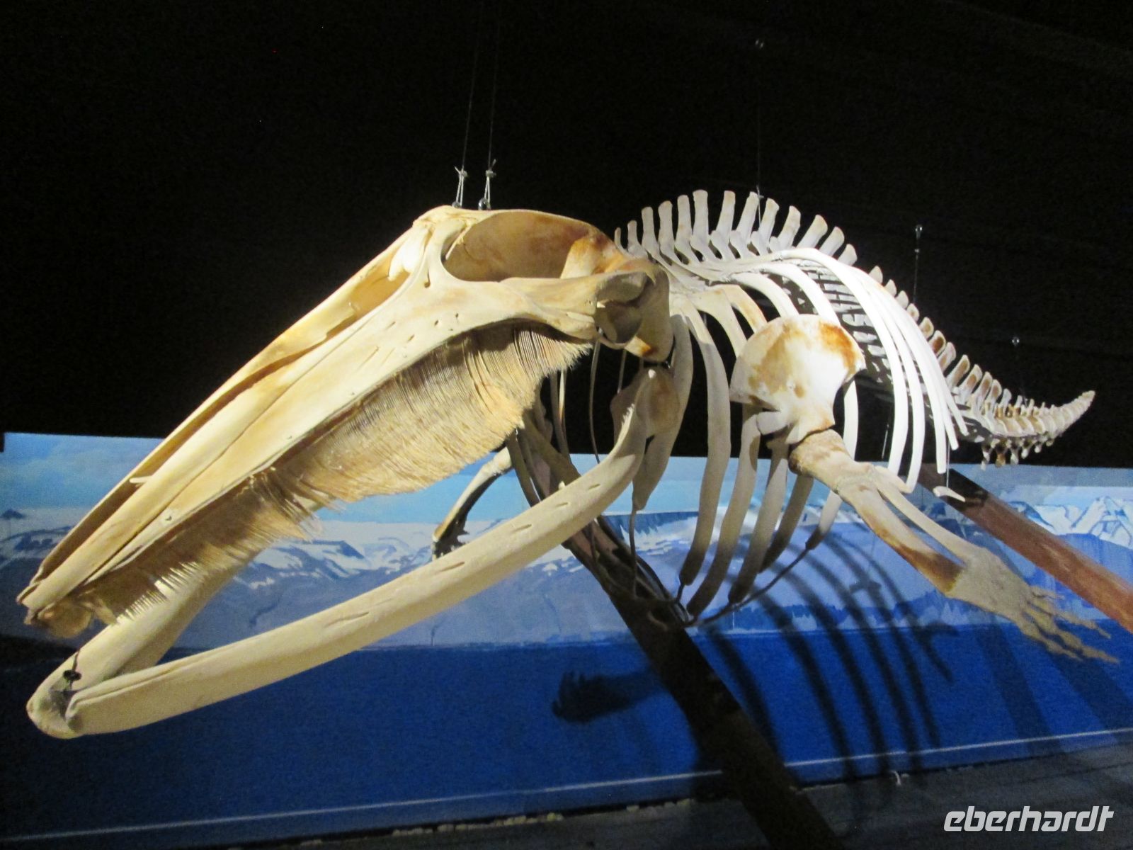 Walmuseum Husavik: Skelett eines Minkwals &ndash; &copy;  (Eberhardt TRAVEL)