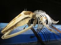 Walmuseum Husavik: Skelett eines Minkwals &ndash; &copy; Heike Heinen (Eberhardt TRAVEL)
