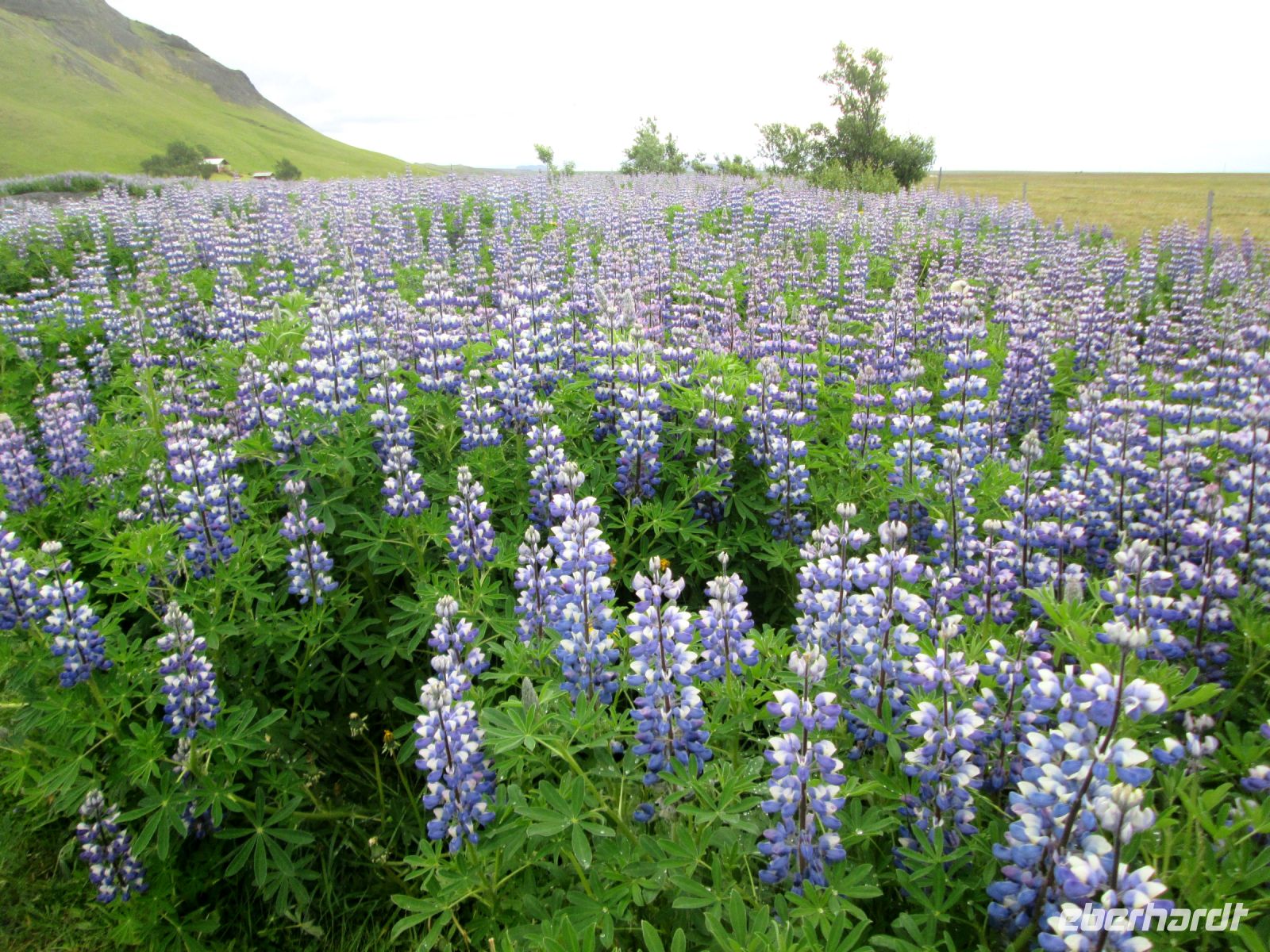 Lupinenfeld &ndash; &copy;  (Eberhardt TRAVEL)