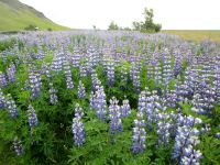 Lupinenfeld &ndash; &copy; Heike Heinen (Eberhardt TRAVEL)