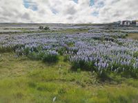 Lupinen soweit das Auge reicht  &ndash; &copy; Monika Cortese (Eberhardt TRAVEL)