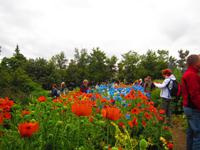 Besuch im Botanischen Garten von Akureyri