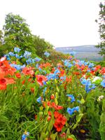 Besuch im Botanischen Garten von Akureyri