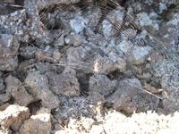 Spinnennetz am Krater Grábrók