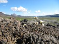 Blick vom Krater Grábrók
