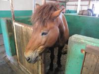 Pferdezucht auf Island