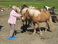 Pferdezucht auf Island