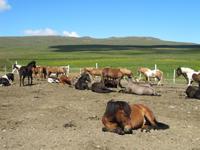 Pferdezucht auf Island