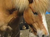 Pferdezucht auf Island