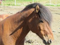 Pferdezucht auf Island