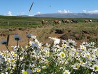 Pferdezucht auf Island