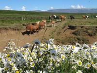 Pferdezucht auf Island