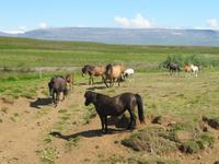 Pferdezucht auf Island