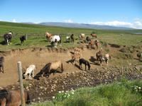 Pferdezucht auf Island