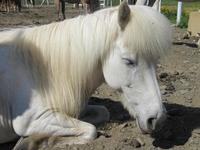 Pferdezucht auf Island