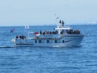 Ausflugsschiff – Walbeobachtung