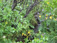 Wanderung zum Skaftafell