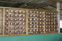 Hautnah an den Islandpferden dran