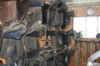 Hautnah an den Islandpferden dran