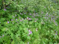 Wanderung in der Asbyrgi-Schlucht