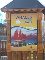 Wir unternehmen eine Walsafari