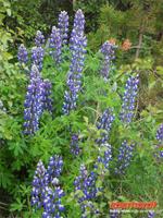 Die Alaska-Lupine sieht man oft am StraÃ??enrand